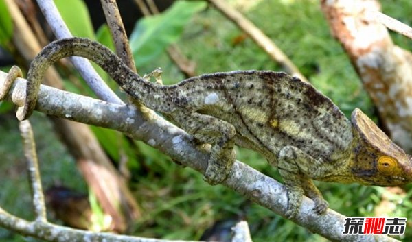 世界上十大最兇猛的蜥蜴 澳洲魔蜥排第五,第二偽裝高手