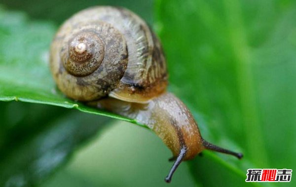 世界上牙齒最多的動(dòng)物：超過(guò)2萬(wàn)顆居然是它（意想不到）