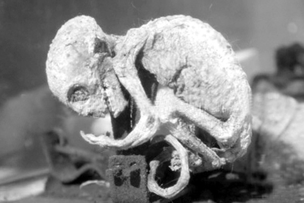 外星人寶寶圖片