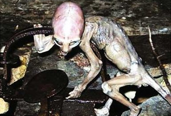 外星人寶寶圖片