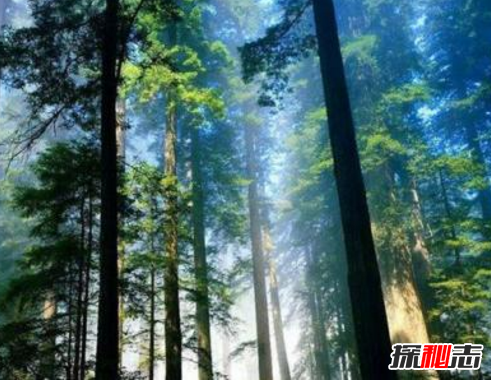 世界上有長(cháng)生不死的人嗎?亞馬遜原始森林死不了的人奧魯·烏加歐