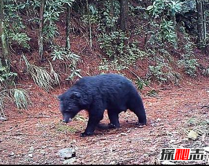 世界上有長(cháng)生不死的人嗎?亞馬遜原始森林死不了的人奧魯·烏加歐