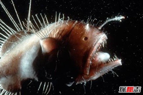 世界上長(cháng)得最可怕的十種動(dòng)物 誰(shuí)看了都會(huì )做噩夢(mèng)!(全身發(fā)麻)