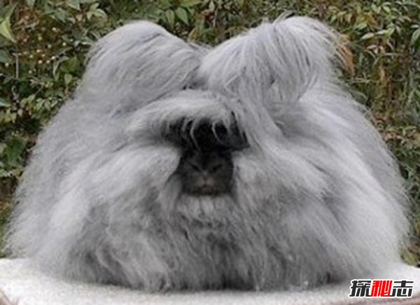 世界上長(cháng)得最可怕的十種動(dòng)物 誰(shuí)看了都會(huì )做噩夢(mèng)!(全身發(fā)麻)