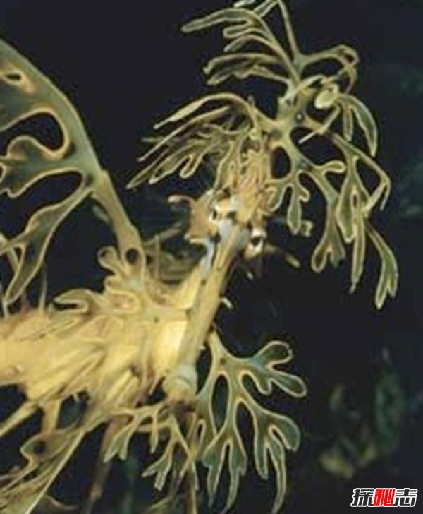 世界上長(cháng)得最可怕的十種動(dòng)物 誰(shuí)看了都會(huì )做噩夢(mèng)!(全身發(fā)麻)