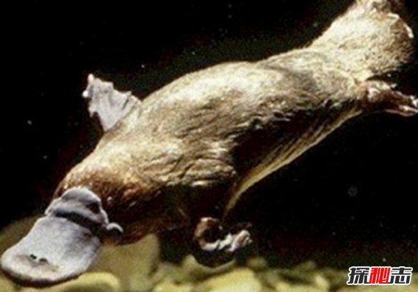 世界上長(cháng)得最可怕的十種動(dòng)物 誰(shuí)看了都會(huì )做噩夢(mèng)!(全身發(fā)麻)