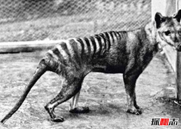 世界上長(cháng)得最可怕的十種動(dòng)物 誰(shuí)看了都會(huì )做噩夢(mèng)!(全身發(fā)麻)