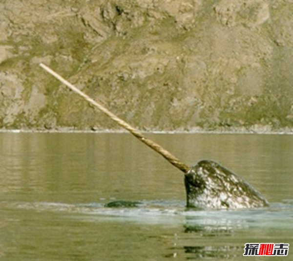 世界上長(cháng)得最可怕的十種動(dòng)物 誰(shuí)看了都會(huì )做噩夢(mèng)!(全身發(fā)麻)