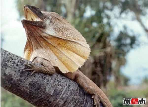 世界上長(cháng)得最可怕的十種動(dòng)物 誰(shuí)看了都會(huì )做噩夢(mèng)!(全身發(fā)麻)