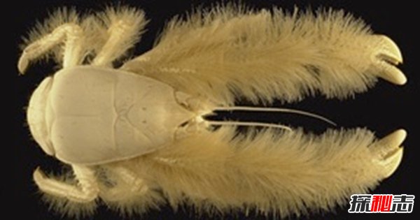 世界上長(cháng)得最可怕的十種動(dòng)物 誰(shuí)看了都會(huì )做噩夢(mèng)!(全身發(fā)麻)