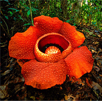 世界上真的有食人花嗎 食人花是不是真的會(huì )吃人