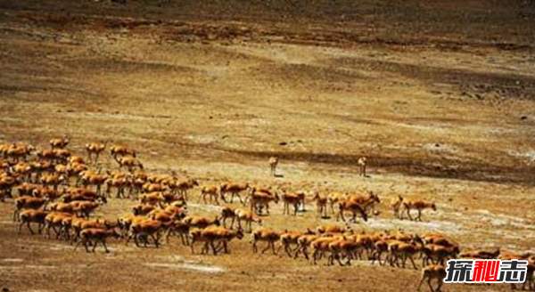 藏羚羊遷徙之謎，藏羚羊為什么要遷徙(躲避地質(zhì)災害)
