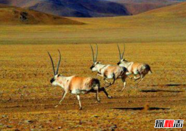 藏羚羊遷徙之謎，藏羚羊為什么要遷徙(躲避地質(zhì)災害)