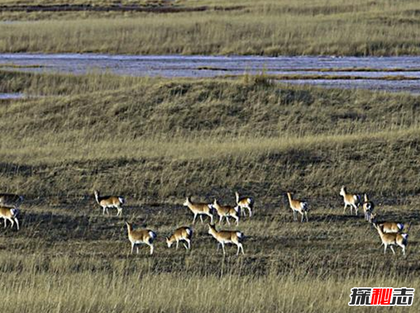 藏羚羊遷徙之謎，藏羚羊為什么要遷徙(躲避地質(zhì)災害)