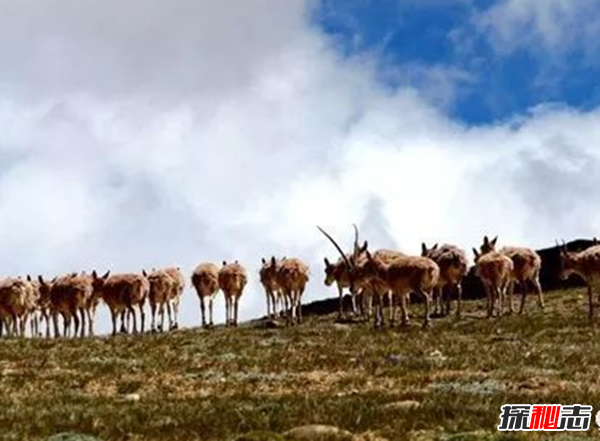 藏羚羊遷徙之謎，藏羚羊為什么要遷徙(躲避地質(zhì)災害)