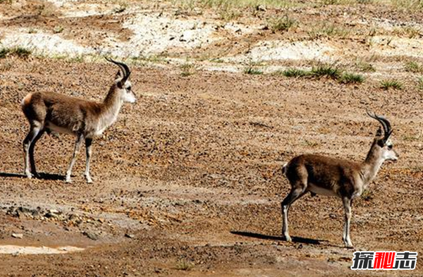 藏羚羊遷徙之謎，藏羚羊為什么要遷徙(躲避地質(zhì)災害)