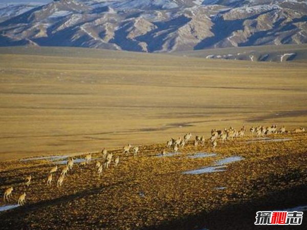 藏羚羊遷徙之謎，藏羚羊為什么要遷徙(躲避地質(zhì)災害)