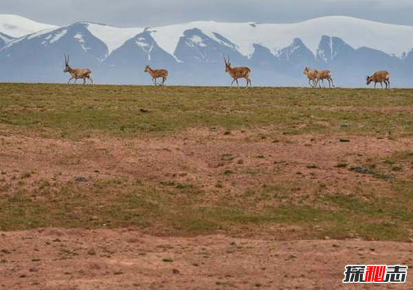 藏羚羊遷徙之謎，藏羚羊為什么要遷徙(躲避地質(zhì)災害)