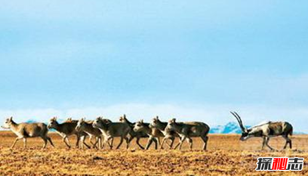 藏羚羊遷徙之謎，藏羚羊為什么要遷徙(躲避地質(zhì)災害)