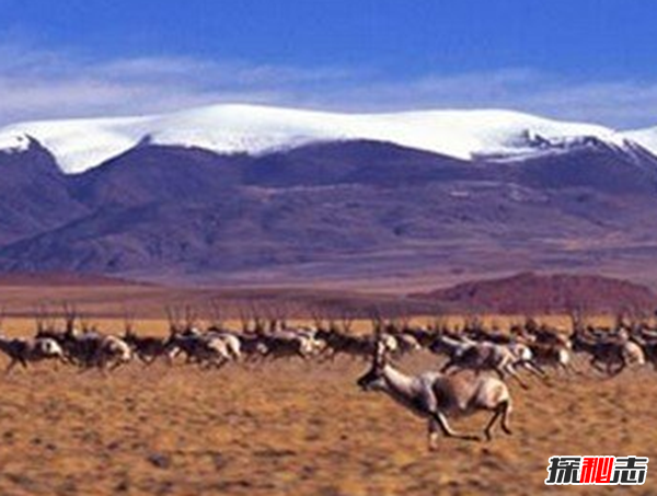 藏羚羊遷徙之謎，藏羚羊為什么要遷徙(躲避地質(zhì)災害)
