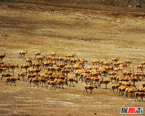 藏羚羊遷徙之謎，藏羚羊為什么要遷徙(躲避地質(zhì)災害)