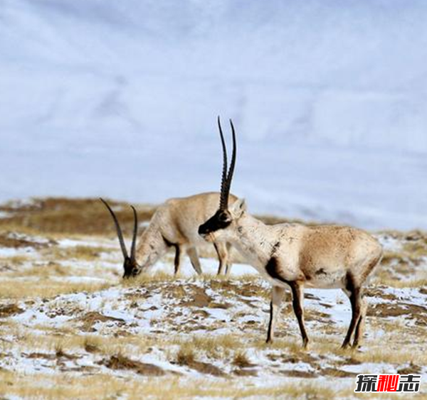藏羚羊遷徙之謎，藏羚羊為什么要遷徙(躲避地質(zhì)災害)