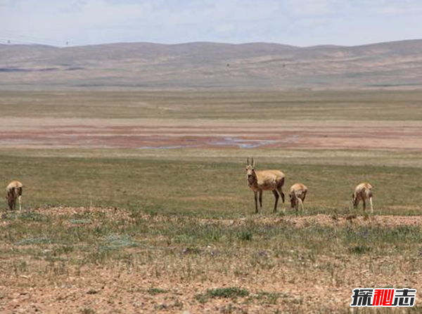 藏羚羊遷徙之謎，藏羚羊為什么要遷徙(躲避地質(zhì)災害)