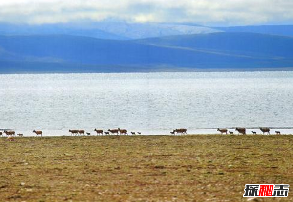 藏羚羊遷徙之謎，藏羚羊為什么要遷徙(躲避地質(zhì)災害)