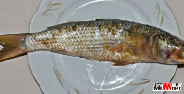 吃了立刻猝死的10種食物 猴腦上榜,第十是腎臟毒藥