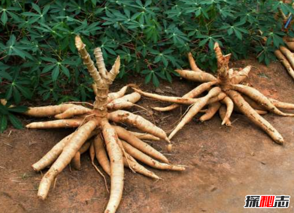 吃了立刻猝死的10種食物 猴腦上榜,第十是腎臟毒藥