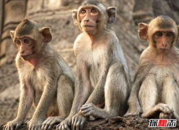 吃了立刻猝死的10種食物 猴腦上榜,第十是腎臟毒藥