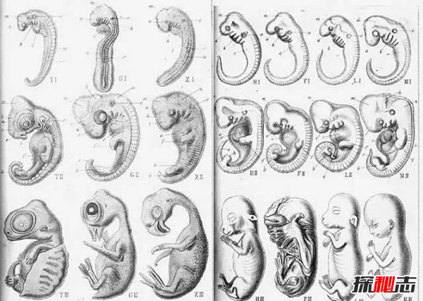 達爾文晚年推翻進(jìn)化論,進(jìn)化論存在最大的缺陷(被證實(shí))