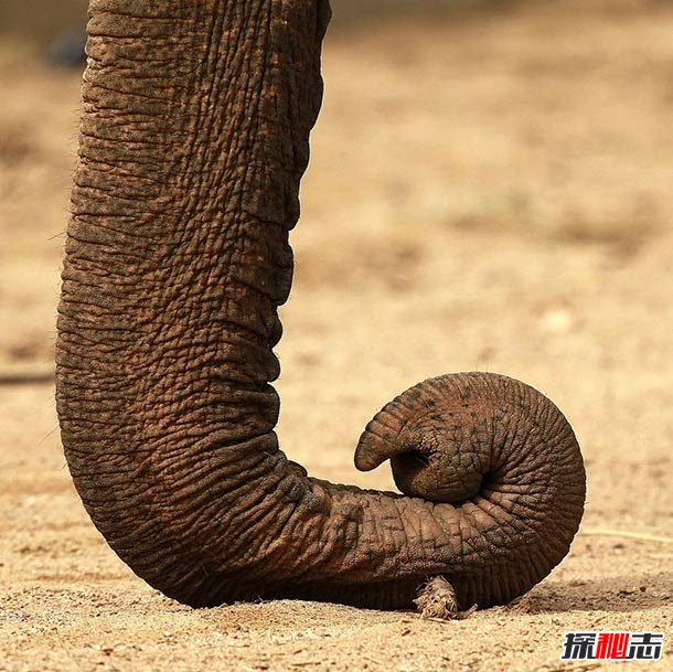 大象能聽(tīng)到地震?關(guān)于大象的12大有趣之處