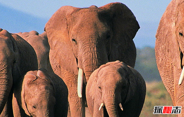 大象能聽(tīng)到地震?關(guān)于大象的12大有趣之處