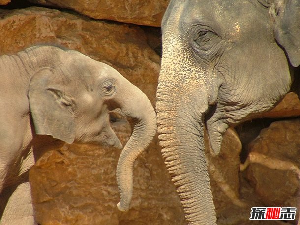 大象能聽(tīng)到地震?關(guān)于大象的12大有趣之處