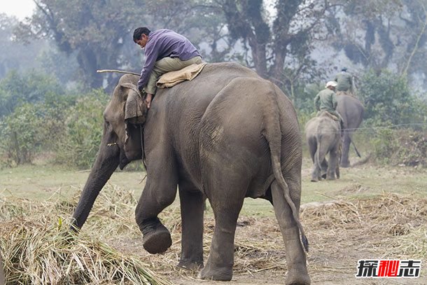 大象能聽(tīng)到地震?關(guān)于大象的12大有趣之處