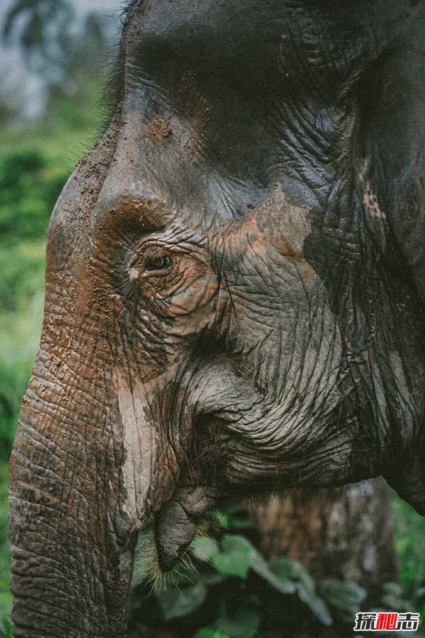 大象能聽(tīng)到地震?關(guān)于大象的12大有趣之處