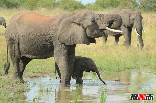 大象能聽(tīng)到地震?關(guān)于大象的12大有趣之處
