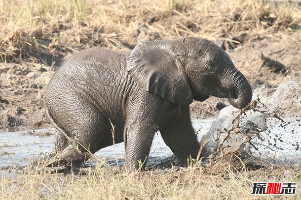 大象能聽(tīng)到地震?關(guān)于大象的12大有趣之處