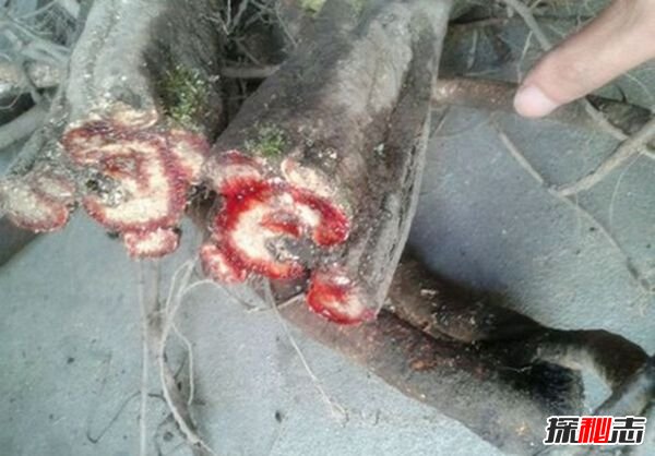 盜墓筆記麒麟竭功能,是一種中藥治跌打損傷