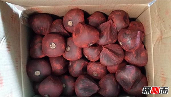 盜墓筆記麒麟竭功能,是一種中藥治跌打損傷