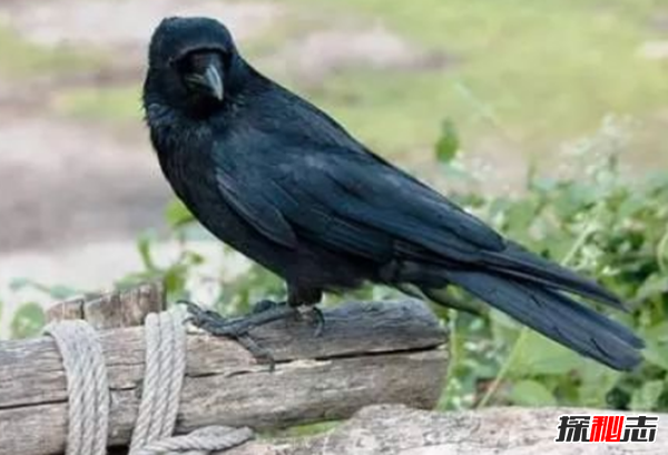 龜兔賽跑是悖論嗎?世界十大著(zhù)名的邏輯悖論