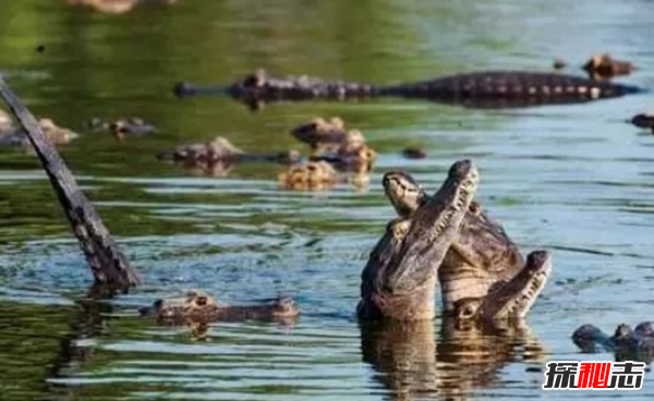 龜兔賽跑是悖論嗎?世界十大著(zhù)名的邏輯悖論