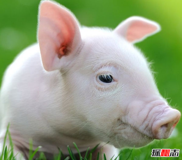 記住!鬼最怕的七種人,鬼最怕的七種生肖(孕婦頭頂金光護體)