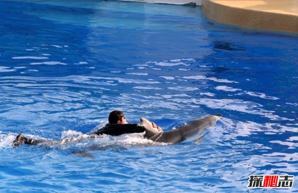 海豚為什么會(huì )救人?關(guān)于海豚的十大小知識(原因揭秘)