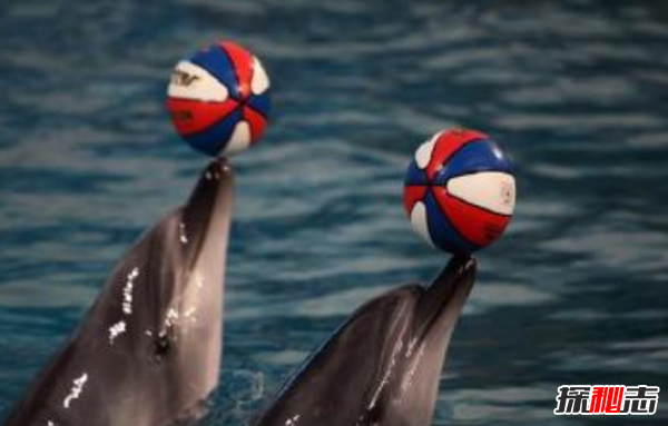 海豚為什么會(huì )救人?關(guān)于海豚的十大小知識(原因揭秘)