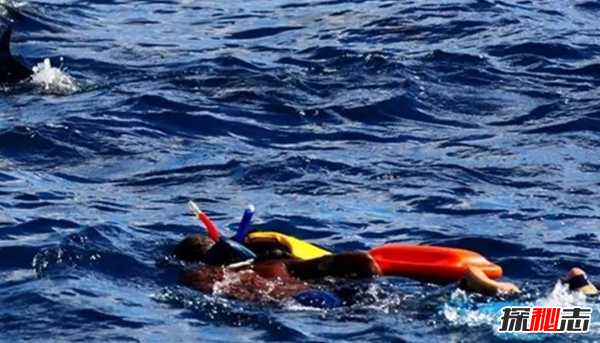 海豚為什么會(huì )救人?關(guān)于海豚的十大小知識(原因揭秘)