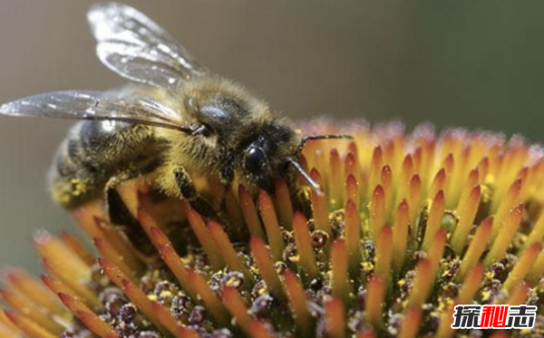 駭人聽(tīng)聞!全世界十大恐怖武器,還好一大半都被取消