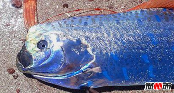 皇帶魚(yú)的恐怖傳說(shuō),不詳之魚(yú)帶來(lái)地震和海嘯