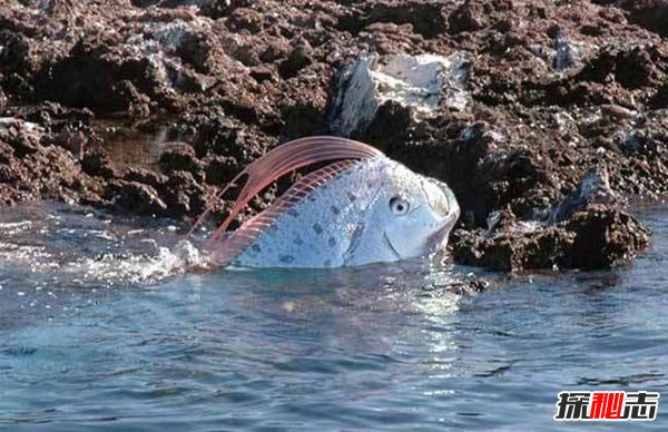 皇帶魚(yú)的恐怖傳說(shuō),不詳之魚(yú)帶來(lái)地震和海嘯